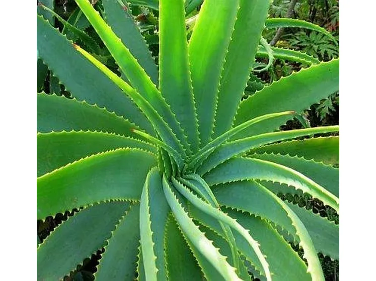 Aloe proprietà