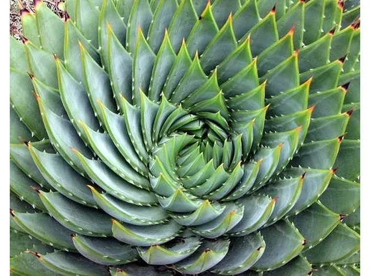 Aloe proprietà