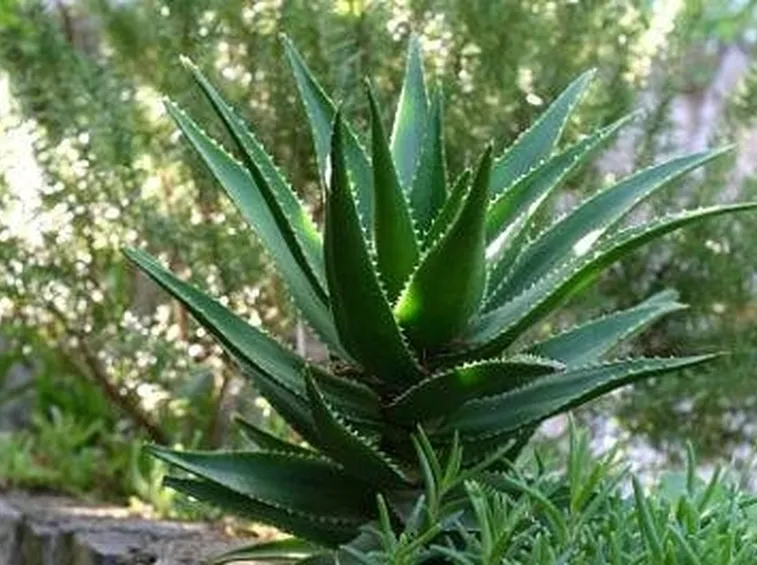Aloe proprietà