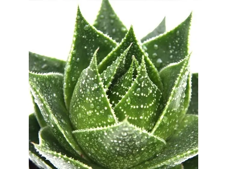 Aloe proprietà