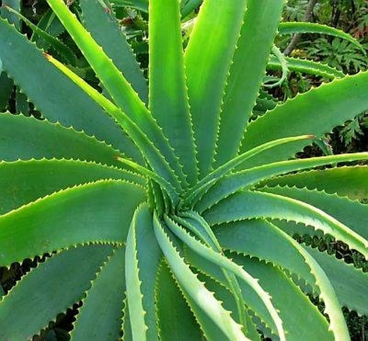 Aloe proprietà