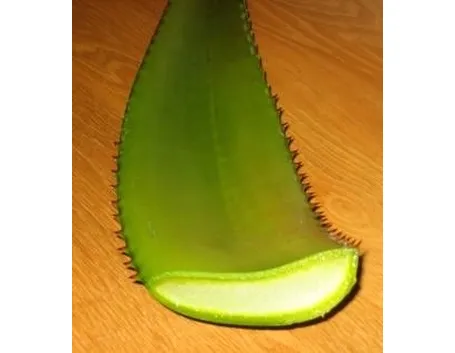sezione di aloe