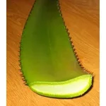 sezione di aloe