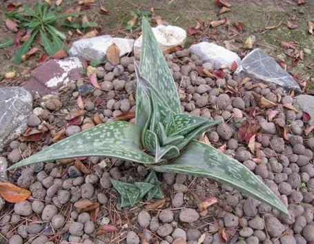 Aloe variegata