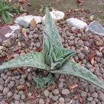 Aloe variegata