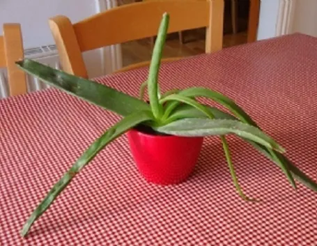 Pianta di aloe vera in vaso