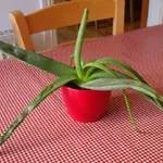 Pianta di aloe vera in vaso