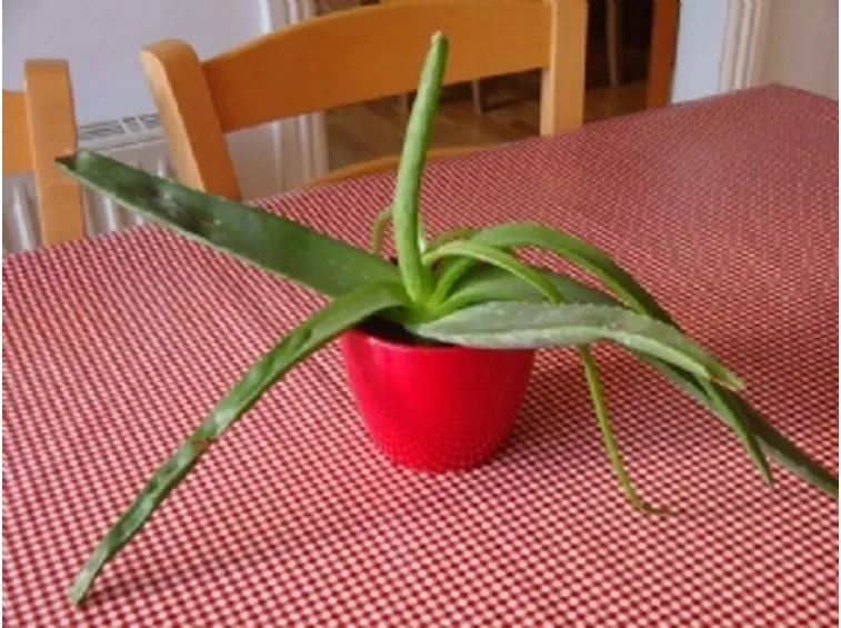 Pianta di aloe vera in vaso