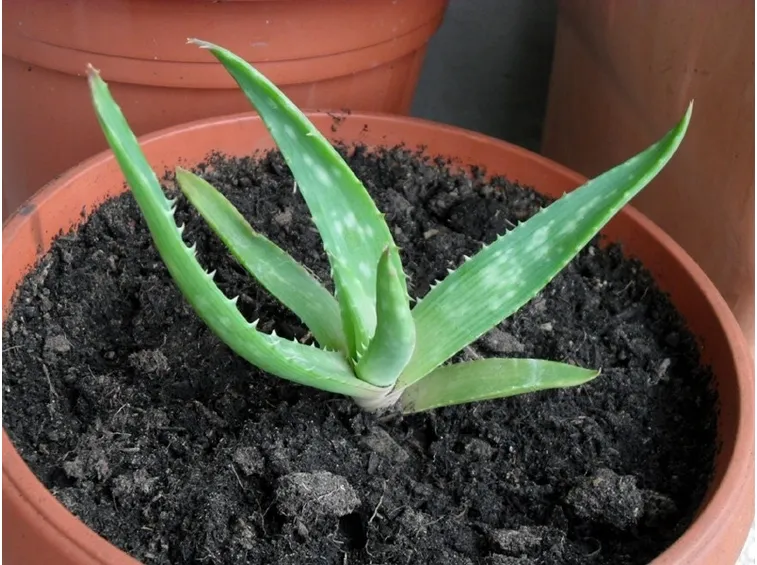 Aloe vera: dimensioni del vaso