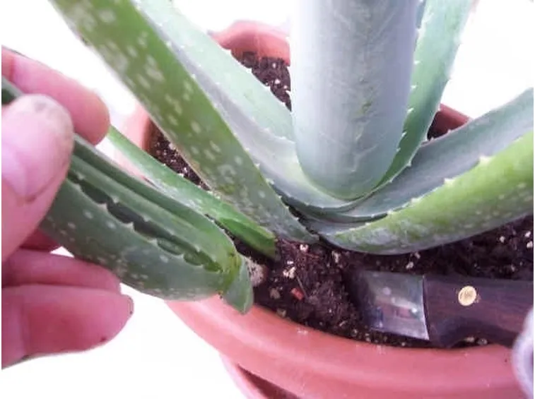 Rimozione di una foglia di aloe vera
