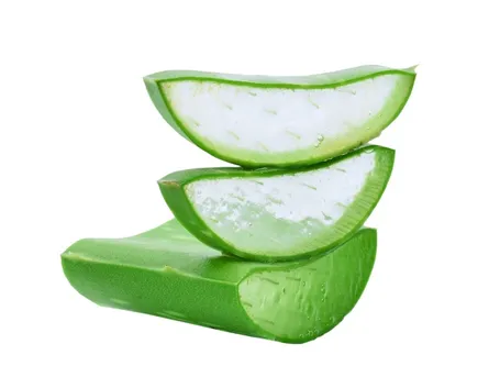 Pianta dell'Aloe