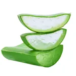 Pianta dell'Aloe