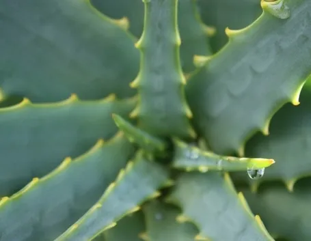 Pianta di Aloe  Fonte foto ( http://cdn.onegreenplanet.org )