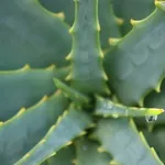Pianta di Aloe  Fonte foto ( http://cdn.onegreenplanet.org )