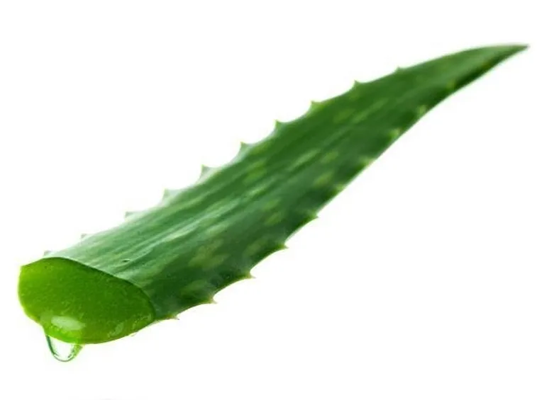 Gel Aloe Vera  Fonte foto ( http://www.prevention.com )