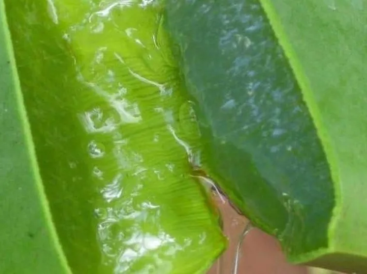 Polpa Aloe Vera  Fonte foto ( http://silverbulletin.utopiasilver.com )
