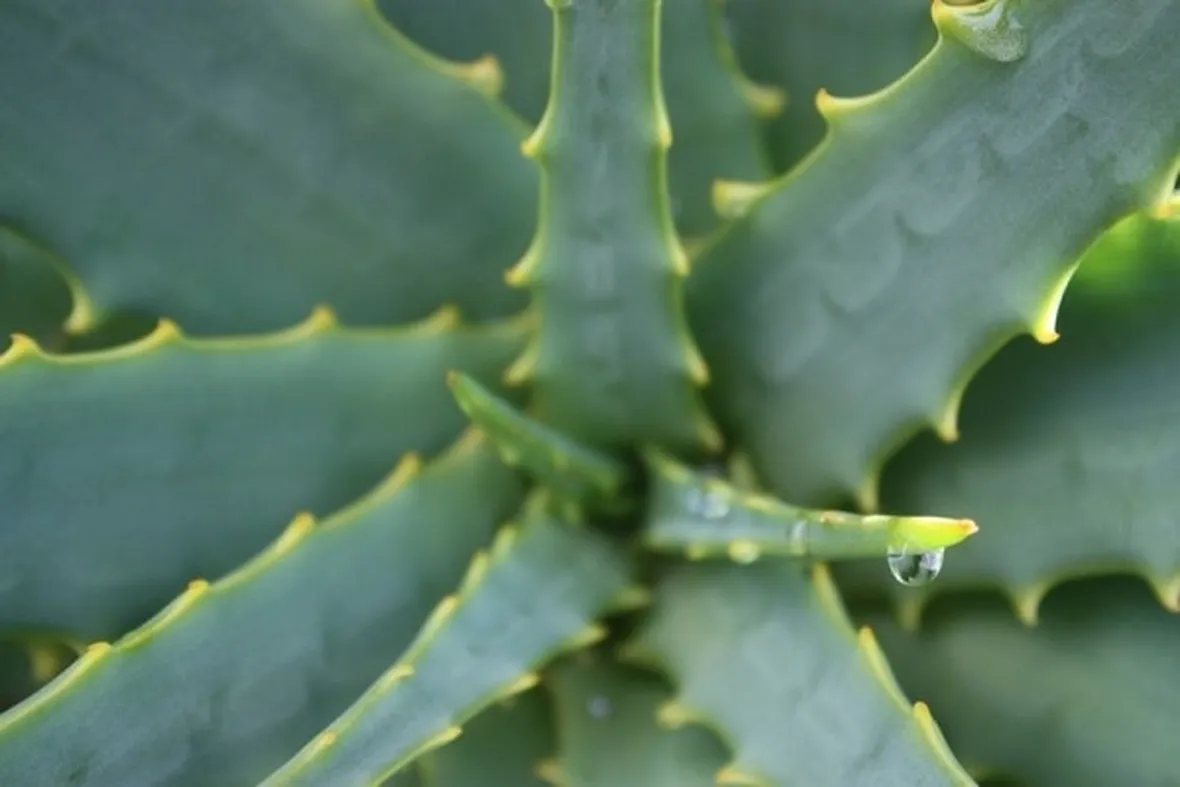 Pianta di Aloe  Fonte foto ( http://cdn.onegreenplanet.org )
