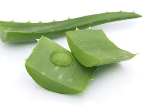 Sezione Pianta di Aloe vera