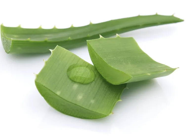 Sezione Pianta di Aloe vera
