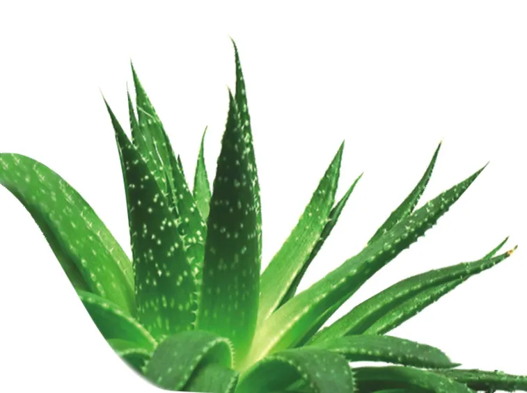 Pianta di Aloe vera