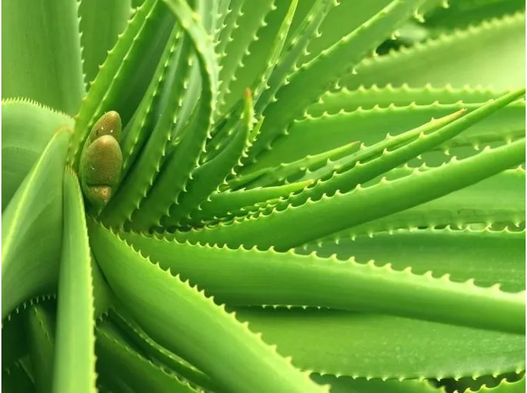 Dettaglio pianta di Aloe Vera