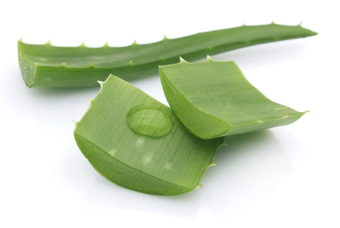 Sezione Pianta di Aloe vera