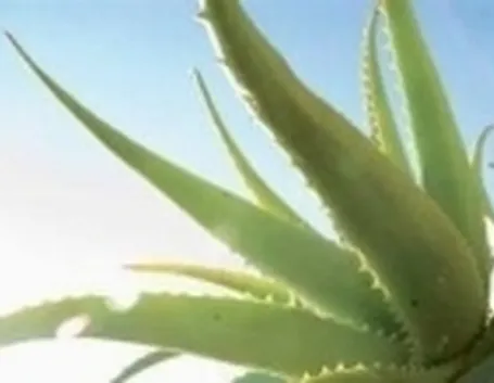 aloevera2