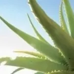 aloevera2