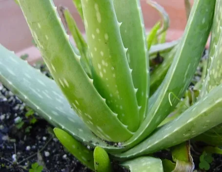 aloe vera, germogli