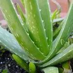 aloe vera, germogli