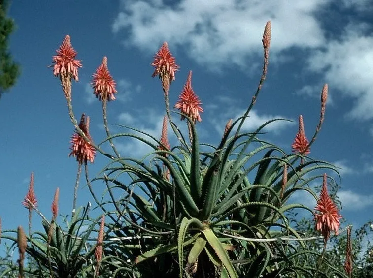 aloe vera