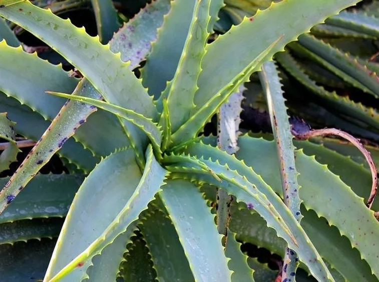 pianta di aloe vera