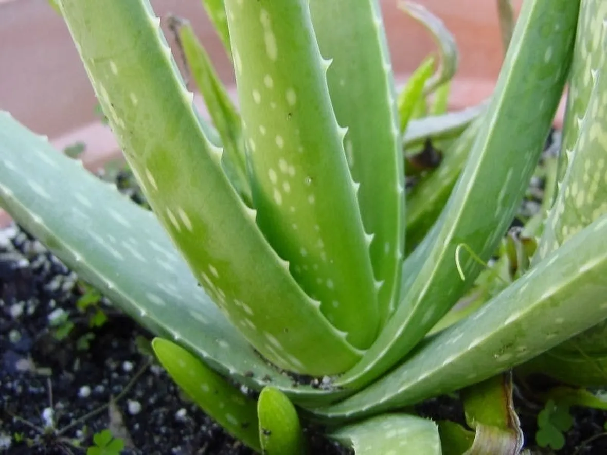 aloe vera, germogli