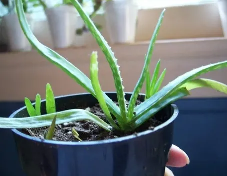 piccola aloe in vaso