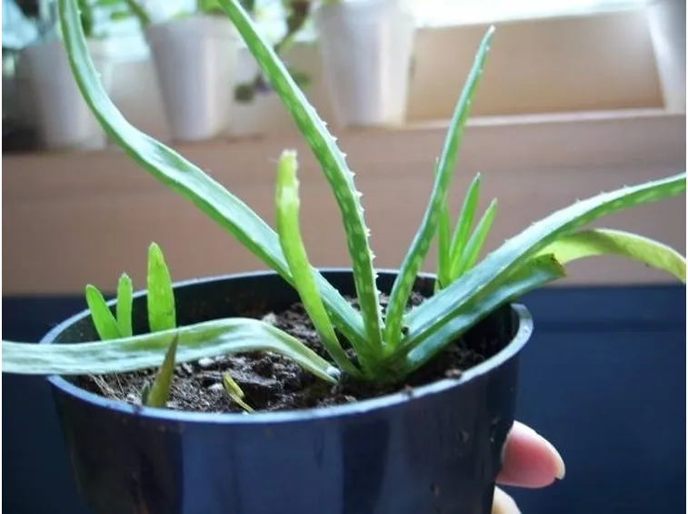 piccola aloe in vaso
