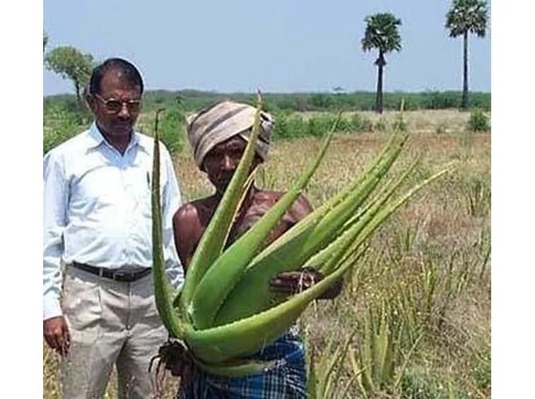 pianta aloe