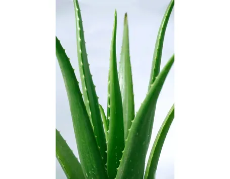 Foglie di aloe vera