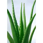 Foglie di aloe vera
