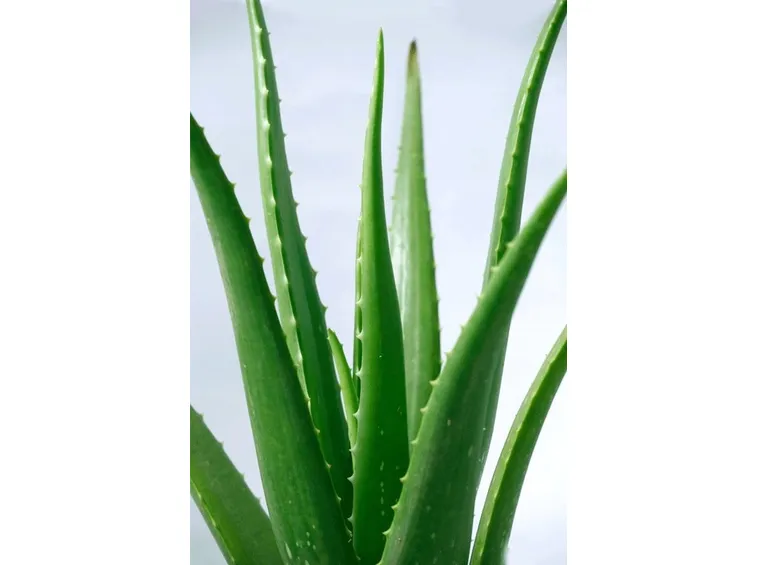 Foglie di aloe vera
