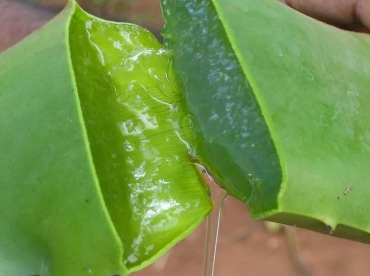 Gel da foglie di aloe