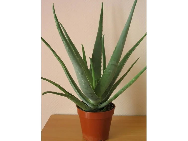Pianta di aloe in vaso