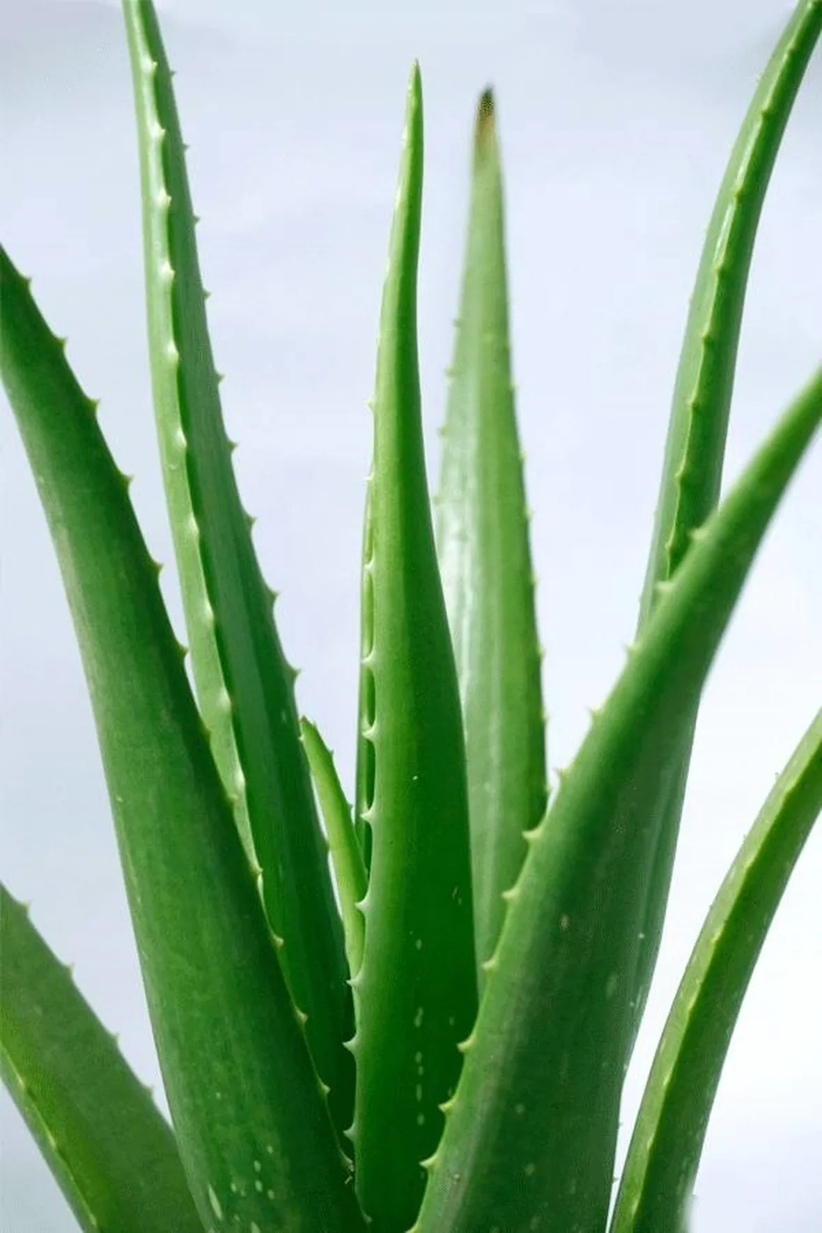 Foglie di aloe vera