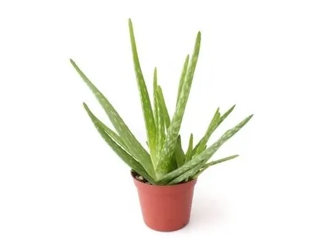 Aloe in vaso