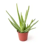 Aloe in vaso