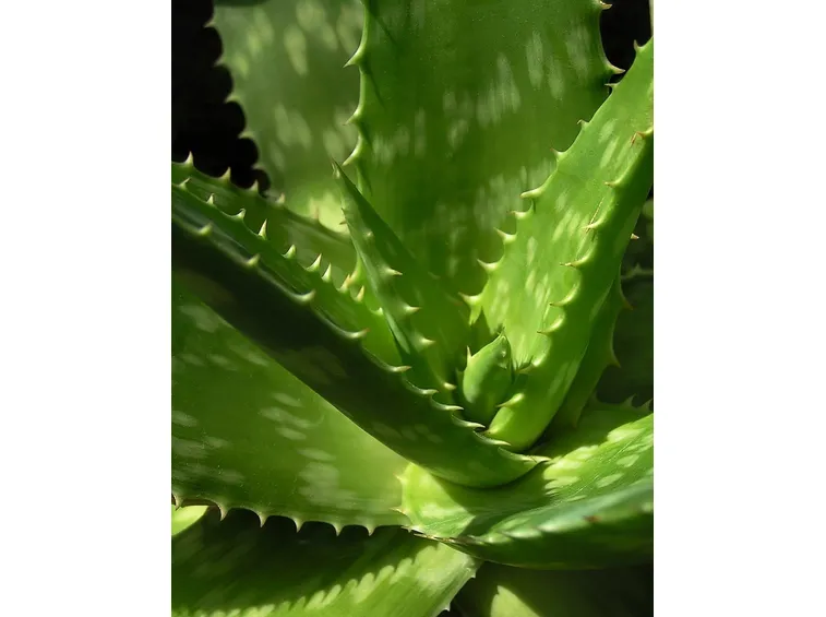 dettaglio foglie aloe