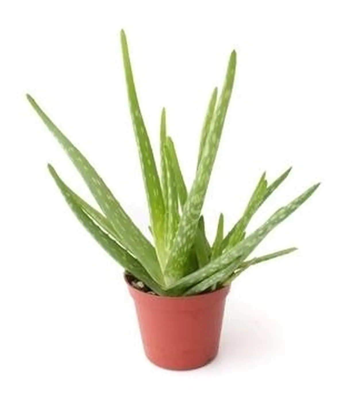 Aloe in vaso