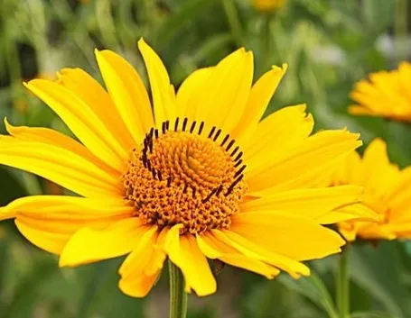 Fiore di arnica