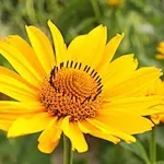 Fiore di arnica