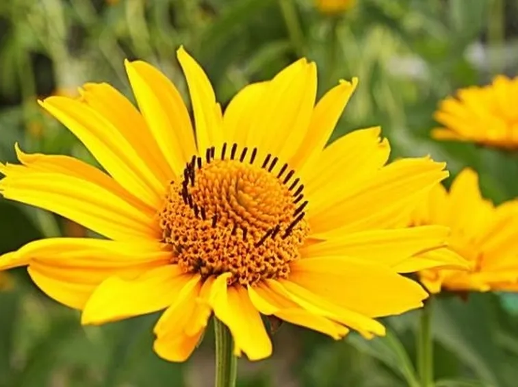 Fiore di arnica
