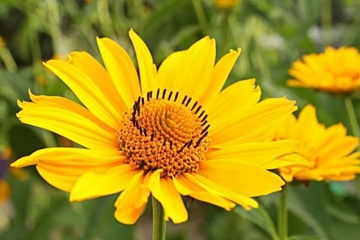 Fiore di arnica